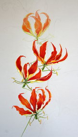 flame lillies